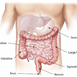 Sistemul nervos enteric (al intestinelor) si meditatia de Stefan Pusca