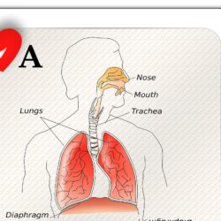 mecanismul respiratiei in organsimul uman Stefan Pusca